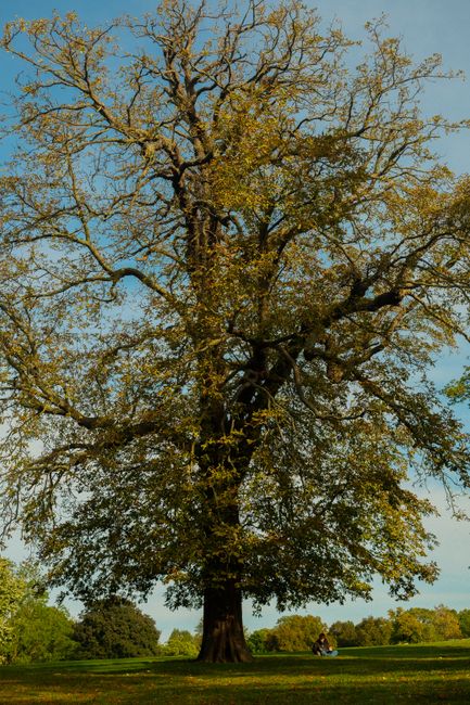 A large, mature tree with a thick, textured trunk and expansive branches spreading outward, covered in a mixture of green and yellowing leaves indicating early autumn. The tree stands prominently in a